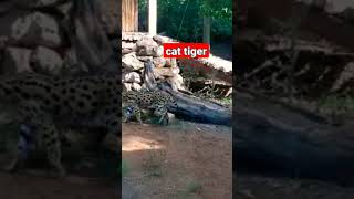 cat tiger