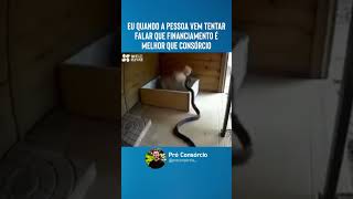 Gato bate em Cobra