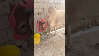 my qurbani cow #cow #cowmandi #cowvideos