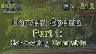 Harvesting Cannabis [Harvest Special Part One]