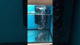 Flowerhorn show 2017