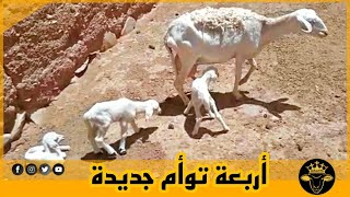 الله على توأم جداد ها علاش عشق سلالة الدمان الملكية