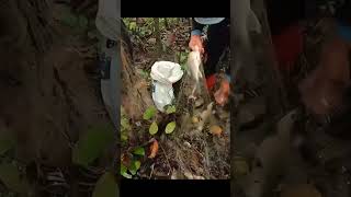 jaring ikan di sungai #ikan #ikanhampala #shortvideo #shorts