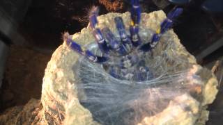 Gooty Sapphire Ornamental (Poecilotheria Metallica) feeding