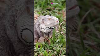 Amazing Facts About Iguanas!