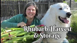 All About Rhubarb & some Dog antics