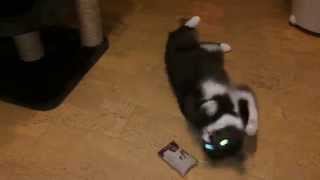 Crazy Catnip Cat like on drug