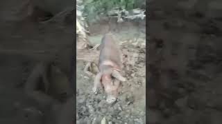 NATIVE  BABOY #youtubeshrot #viralvideo #tending