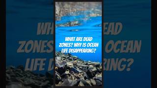 Ocean Dead Zones: The Silent Killers of Our Seas