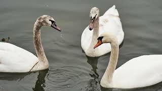 The Surprising Beauty of Swan Photography