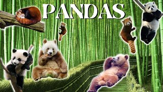 Tudo sobre os três tipos diferentes de Pandas. O Panda Gigante, Panda Marrom e o Panda Vermelho!