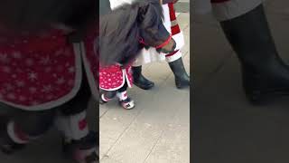 Patrick the Pony Brings Christmas to Cockington!