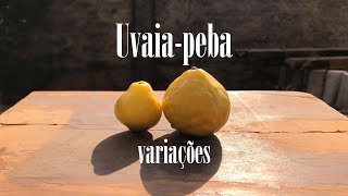 RARIDADE DO CERRADO: UVAIA PEBA | Variações