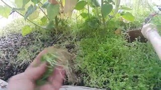 الزراعة المائية بدون محاليل أو أي اسمدة - الكويت system kuwait aquaponics 6