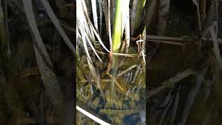 Large Snake,Underwater Hunting in some COLD waters of the B.C Kootenays,