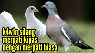 K4w1n Silang Merpati Kipas Dengan Merpati Biasa