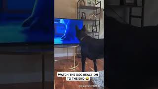 DOG REACTION YOU WON’T BELIEVE! 😂 SUBSCRIBE NOW!#FunnyDogs #DogReactions #ViralVideo #PetLovers