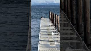 Puget sound with the view of Seattle and the cascade mountains. November 2024.