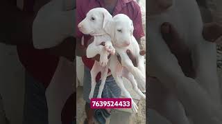 GDS kennel Rajapalayam