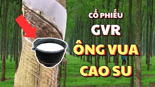 Cổ Phiếu GVR | Quỹ Đất Gấp 22 Lần Vinhomes, Gấp 40 Lần Novaland