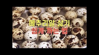 메추리알 삶는 시간, 쉽게 까는 방법 🥚