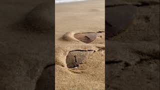 First Time Seeing Something Like This | Sand Dollar