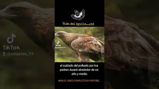 LA VIDA DEL AGUILA🦅❤#shorts #animales #curiosidades #viral #leyendas #aves #tiktoks #reels #parati