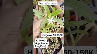 Rumput Obat Sakit Mata #kitolod #kenalan #kenalanyuk #viralkan #viralvideo #gardening #kebunorganik