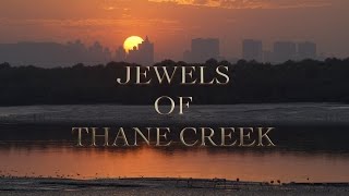 Jewels of Thane Creek: Mangrove Ecosystem