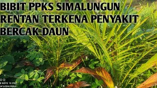 Bibit Ppks simalungun rentan bercak daun