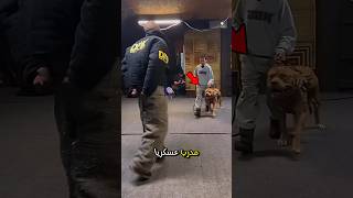 هذا الكلـ.ب مدرب عسكريا شاهد كيف يحمي صاحبه ،تعليمي،  #shorts