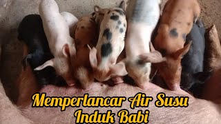 Cara Memperlancar Air Susu Induk Babi