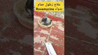 دواء روفاميسين لزغلول سيفيانوس 🕊❤Treating a small pigeon from a cold#pigeon #حمام #زاجل #shortvideo