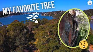 WHAT'S MY FAVORITE TREE?  - SHANE'S TREES