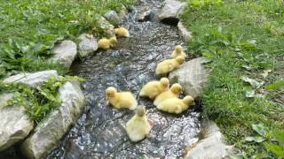 Baby ducks learning to swim