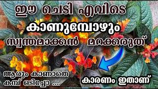 ഈ ചെടി വീട്ടിലുണ്ടോ?? sunset bells care/poppy vlogs/malayalam