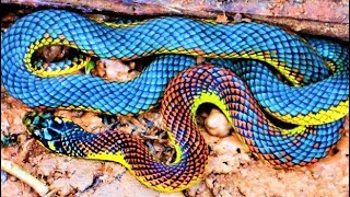 Colourful Cute Snakes. Would You Trust These Charming Looks?