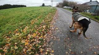 German shepherd on walk. Eros på tur. 23.10.2024. still you tubes most boring video part 2