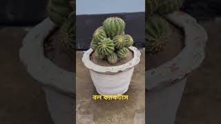 বল ক্যাকটাস#ball #cactus #roofgardening