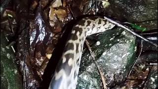 #Rescued Indian baby rock python## Release wild forest navi mumbai #vlog_8 #shorts #short (@natgeo)