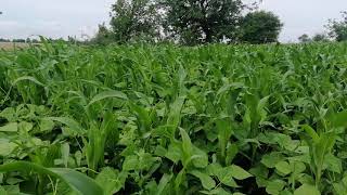 Vegetacion of sorghum and white bean / Вегетация на Сорго с Бял Боб