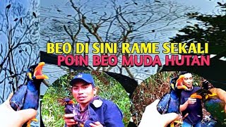 MIKAT BURUNG BEO LAGI KITA DI BUKIT TEMPAT BEO BERKUMPUL