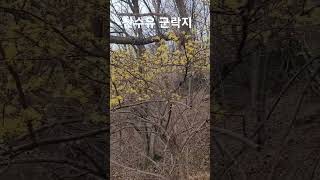 자연재벌농부의 인생정원 만들기 라엘의 숲 #산수유나무 #머위 #참나물