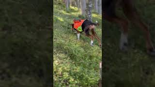 Hare Hunting Season 2024: Nordic Fall Adventure with Aila 🐇🍁🐶#hunting #dog #harehunting #ytshorts