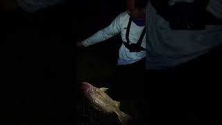 Landed Babon Jenaha Kakap Tompel || Mancing Jigging Malam Hari #mancing #shorts #jiggingfishing