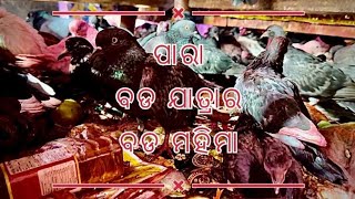 "Pigeon" Miracle of Bada Jatra ll "ପାରା" ବଡ ଯାତ୍ରା ର ବଡ ମହିମା ll BGM: Shreyanshi Music, Jay Kr. Sahu