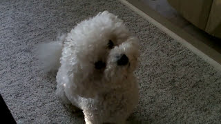 Bichon Frise Dog Reacts to Whistling Dog