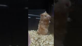 Teddy Bear Hamster #shorts #hamster