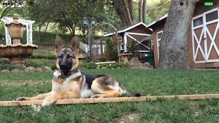 German Shepherd Puppy Chasing Tennis Ball on String