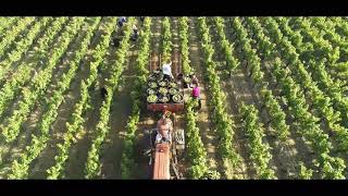 Les vendanges manuelles au Domaine de La Grange Hardy